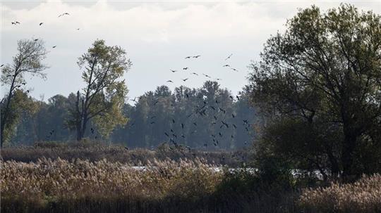 In Niedersachsen wurde der Erreger jüngst bei einem Entenbestand entdeckt.