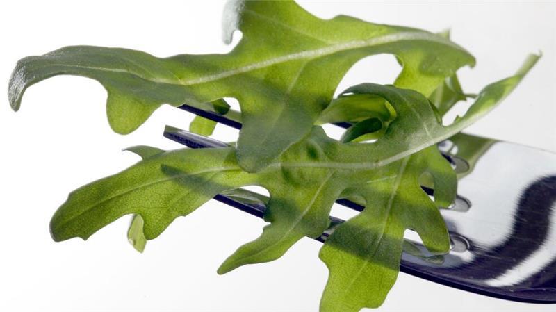 Ungewöhnlicher Salmonellen-Ausbruch: Dieses Lebensmittel im Verdacht In Österreich wurde das Bakterium Salmonella Umbilo in Proben von Rucola aus Italien nachgewiesen. (Archivbild)