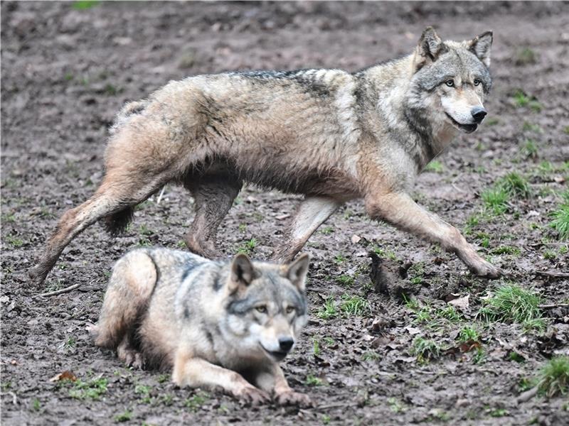 In Oldendorf sind fünf Jungtiere mit einer Wildkamera nachgewiesen worden. Foto: Bernd Weißbrod/dpa