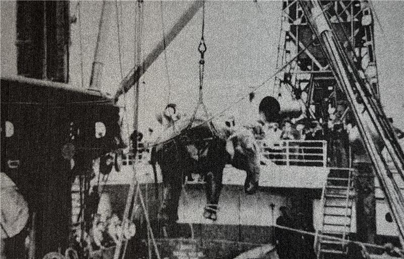 In Ostafrika wird ein Elefant für Hagenbeck geladen. Archiv-Foto: Röper