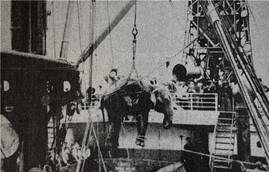 In Ostafrika wird ein Elefant für Hagenbeck geladen. Archiv-Foto: Röper