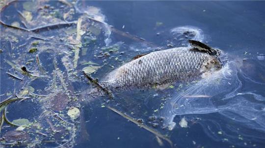In Ostfriesland treiben derzeit zahlreiche tote Fische auf den Flüssen. (Symbolbild) 