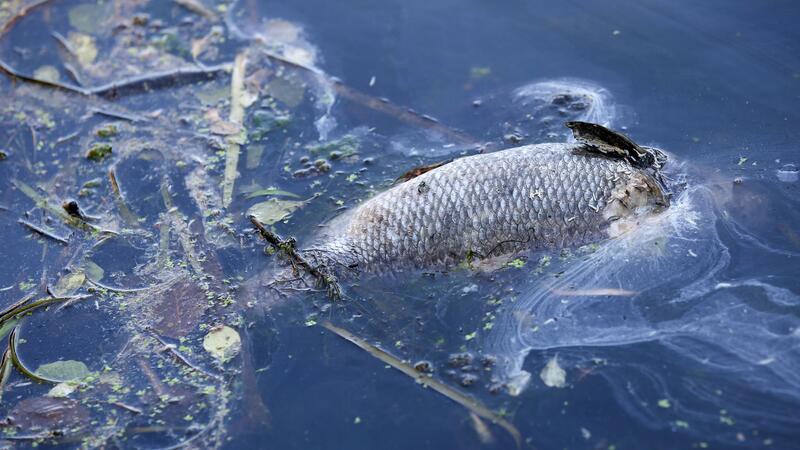 Ursache für Fischsterben: Hinweise deuten auf Starkregen In Ostfriesland treiben derzeit zahlreiche tote Fische auf den Flüssen. (Symbolbild)