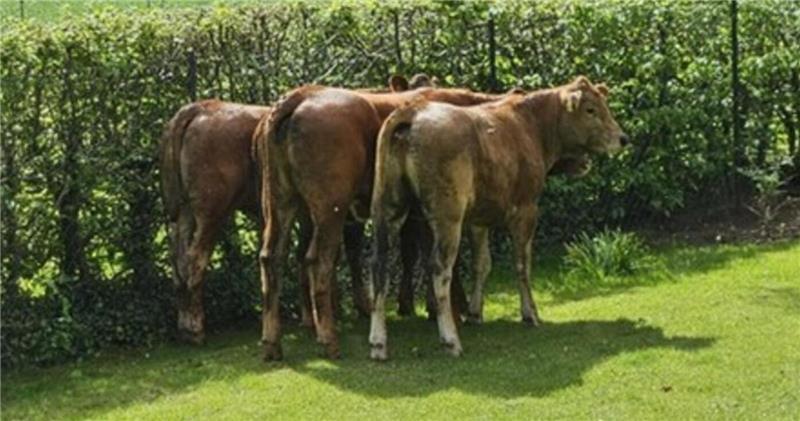 In Panik sind diese drei der bei Ahrenswohlde ausgebüxten Rinder durch einen Zaun auf ein Grundstück in Wohnste gelangt.