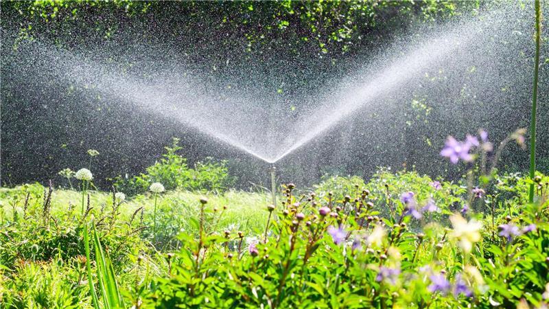 In Parks und Gärten muss derzeit viel bewässert werden, damit die Pflanzen nicht vertrocknen.