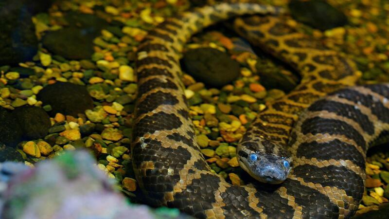 In Quickborn ist eine lange Würgeschlange aufgetaucht. (Symbolbild)