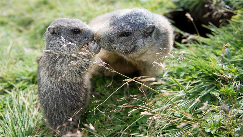 Angeblich kein Pestfall in Sibirien - doch neue Infos fehlen In Russland können Nagetiere Träger von Pesterregern sein. (Archivbild)