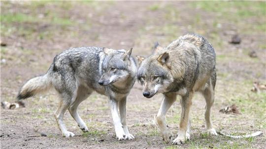In Schleswig-Holstein gibt es ein neues Wolfsrevier. (Symbolbild)