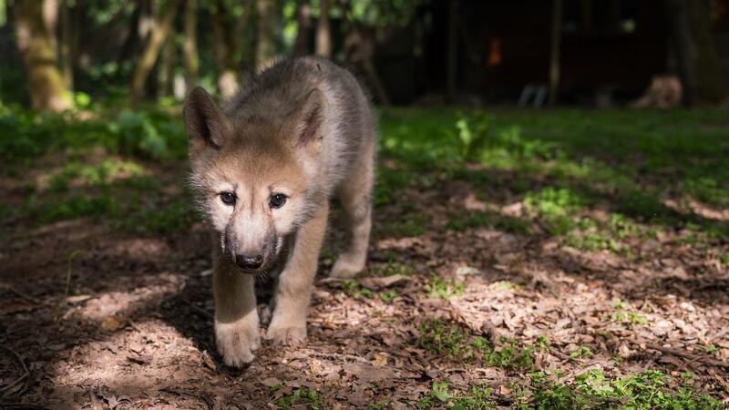 In Schleswig-Holstein gibt es ein weiteres Wolfsrudel - mit einem kleinen Wolfswelpen. (Archivbild)