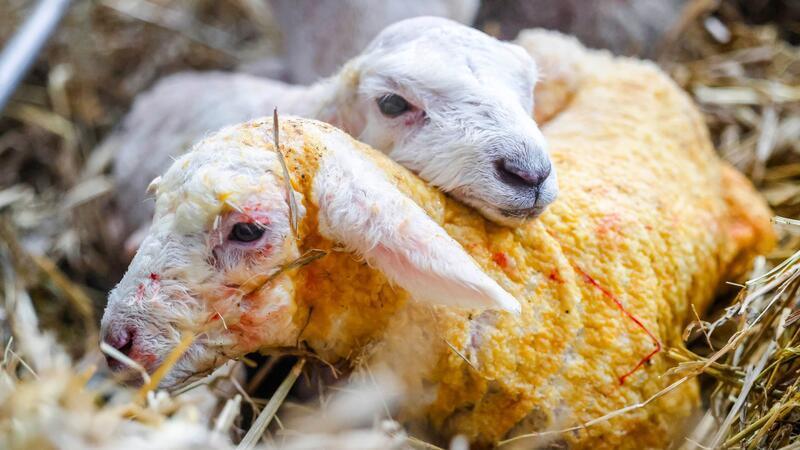 In Schleswig-Holstein hat mit der Lammzeit die wichtigste Zeit des Jahres für Schäferinnen und Schäfer begonnen.