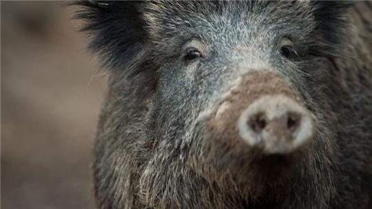 In Schleswig-Holstein soll es weiterhin Anreize für ein Monitoring der Schweinepest geben. (Illustration)
