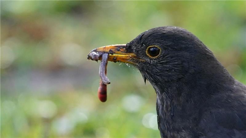 In Schleswig-Holstein wurden zuletzt wieder mehr Amseln gezählt. (Symbolbild)