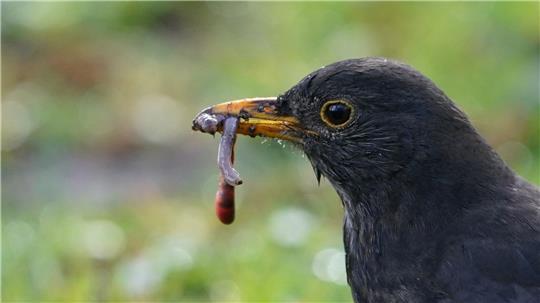 In Schleswig-Holstein wurden zuletzt wieder mehr Amseln gezählt. (Symbolbild)