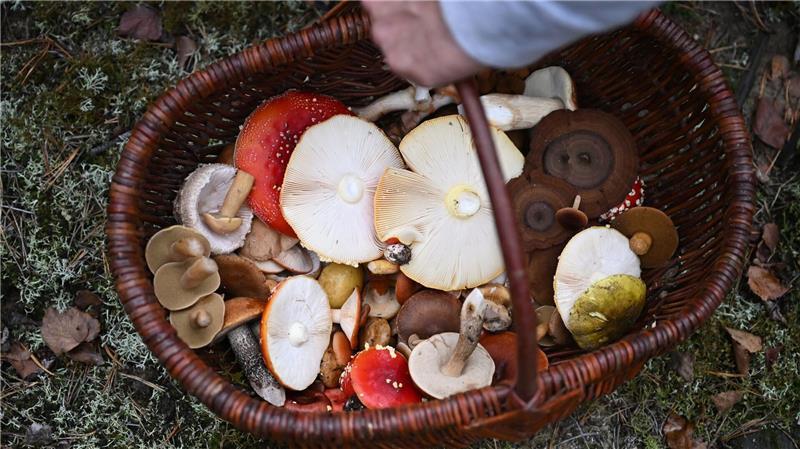 Trendhobby Pilzesammeln: Der Wald als „bullshitfreie Zone“ In Schmids Korb landen nicht nur essbare Pilze.
