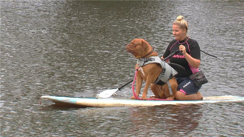 In Stade lernen auch Hunde den Trendsport Stand-up-Paddling. Foto: NDR/AZ Media