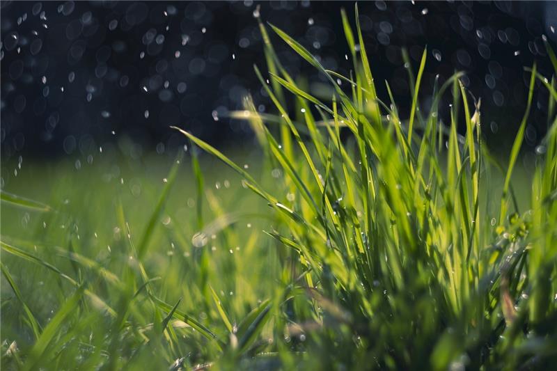 In Stade wächst der Rasen an mehreren Stellen immer höher (Symbolfoto). Foto: Pixabay
