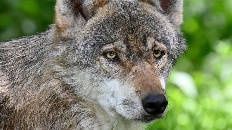 In Steinau sowie in Wulfsbüttel soll ein Wolf erneut Schafe angegriffen und getötet haben. Foto: dpa/Rehder