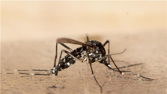 In Südchina breitet sich seit Kurzem das von Mücken übertragene Chikungunya-Virus rasch aus.