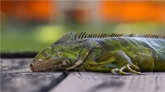 In Südflorida gelten die Tiere als Plage. (Archivfoto)