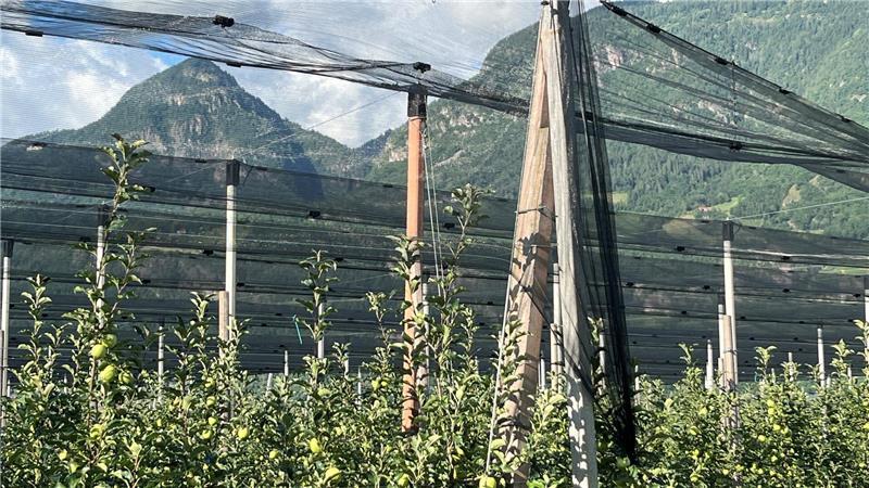 Extremwetter: Hagel richtet Millionenschaden im Alten Land an In Südtirol prägen Apfelplantagen mit Hagelschutz-Netzen die Landschaft, im Alten Land setzen die Betriebe vor allem auf die Versicherungslösung.