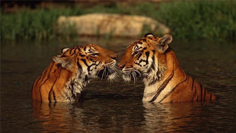 WWF-Bericht: Igeln geht es schlechter, Seeadlern besser In Thailand zeigt der Bestandstrend klar nach oben: Laut offizieller Zählung verzeichnet das Land einen Anstieg der wildlebenden Tigerpopulation. (Handout)