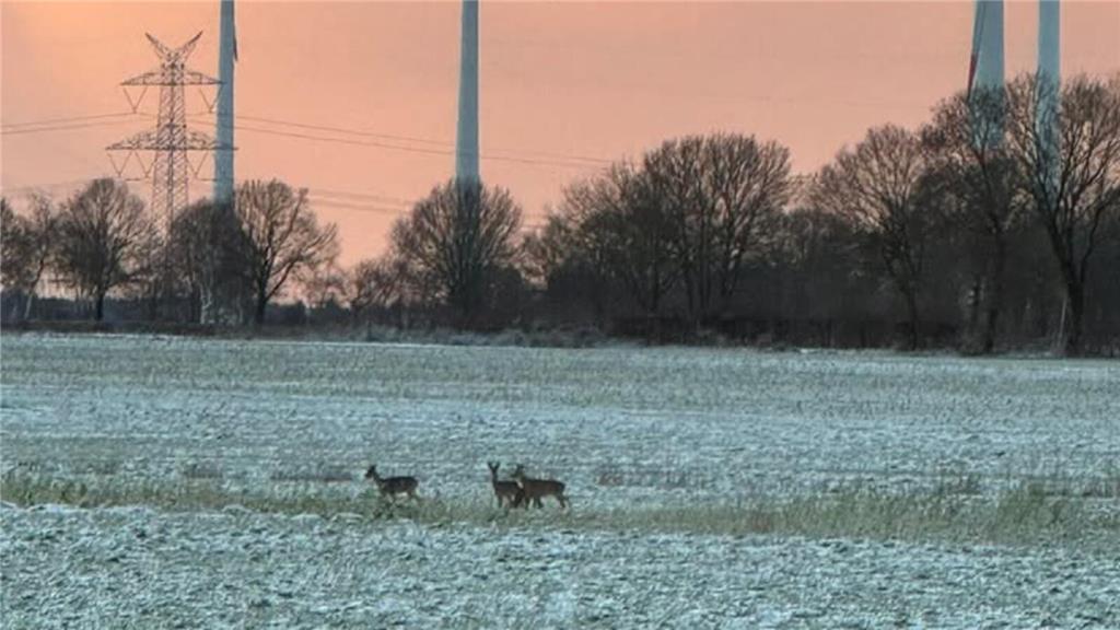 In Wangersen fängt Sarah Tismer eigentlich scheue Artgenossen ein. 