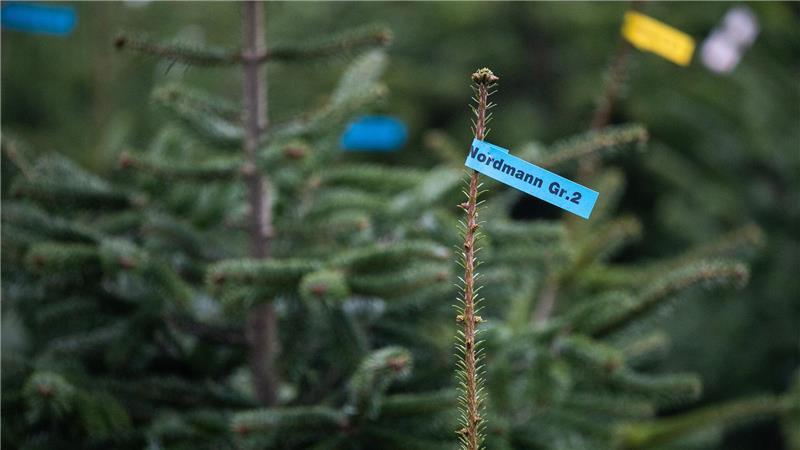 In Wiegersen läßt sich der Besuch des Weihnachtsmarkts mit dem Kauf des Tannenbaums verbinden.