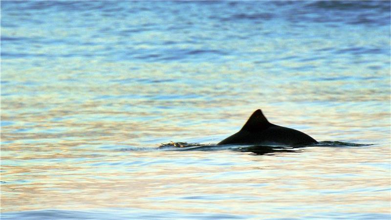 In Wilhelmshaven stehen die Chancen in diesen Tagen gut, Schweinswale zu sichten. (Archivbild)