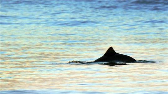 In Wilhelmshaven stehen die Chancen in diesen Tagen gut, Schweinswale zu sichten. (Archivbild)
