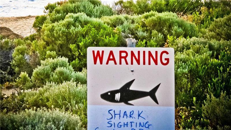 Vermisster Surfer: Polizei geht von tödlichem Haiangriff aus In australischen Gewässern sind alle 13 Haiarten vertreten, von denen bekannt ist, dass es zu Angriffen auf Menschen kommen kann. (Symbolbild)