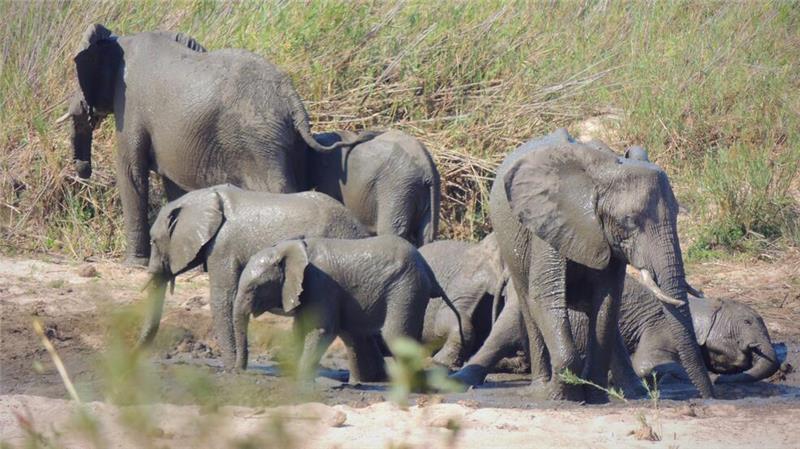 Elefant trampelt Tourist im Krüger-Nationalpark tot In dem knapp 20.000 Quadratkilometer großen Park können Touristen Elefanten und andere wilde Tiere beobachten. (Symbolbild)