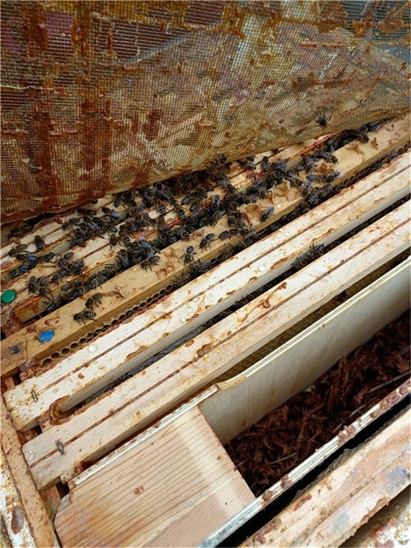Stader Berufsschüler gärtnern jetzt für die Bienen In den Bienenkästen fangen die ersten Bienen an, sich zu bewegen.