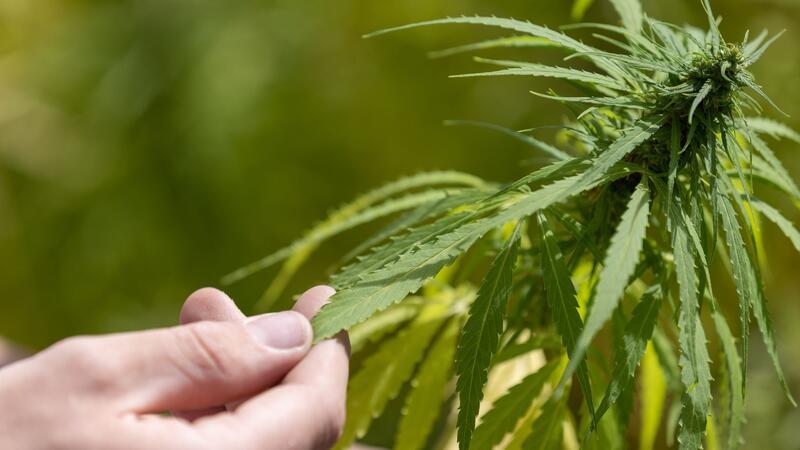 Einfach Kiffen auf Rezept In den Cannabis Clubs dauert die Ernte noch etwas. (Archivbild)