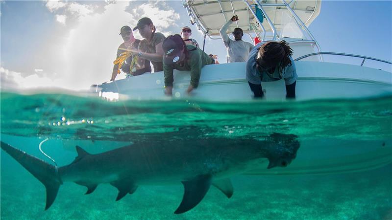 Hammerhaie werden auf den Bahamas zu Stubenhockern In den Gewässern der Bahamas gibt es für die Tiere reichlich Beute.