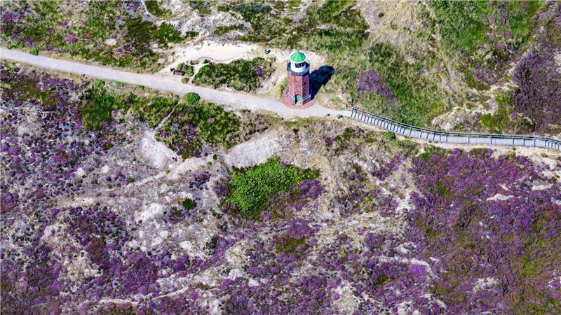 In den Kampener Dünen blüht die Heide.
