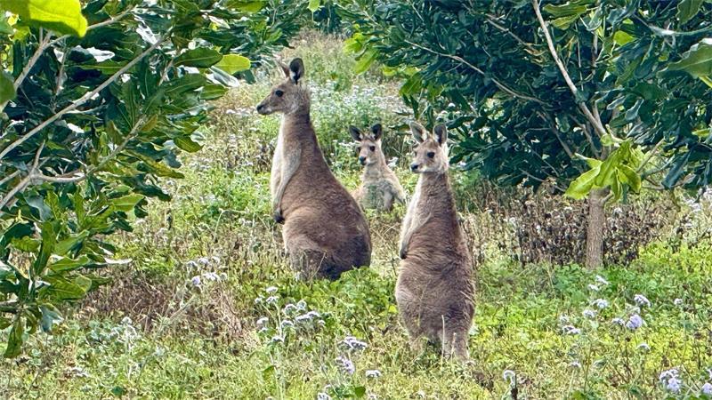 Supernuss Macadamia: Eine Australierin zum Anbeißen In den Plantagen hüpfen auch viele Kängurus zwischen den Bäumen hindurch.