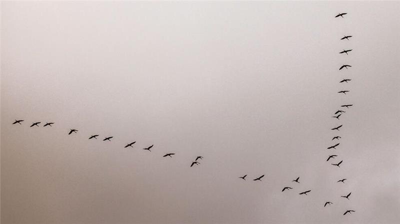 In den Schwärmen, die derzeit starten, könnten 50 bis 200 Tiere fliegen. Später in der Hauptflugzeit könnten es bis zu 1.000 Tiere sein. (Archivbild)