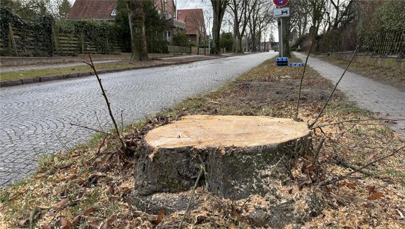 In den Straßen Am Schäferstieg und Holtermannstraße wurden vier Bäume gefällt.