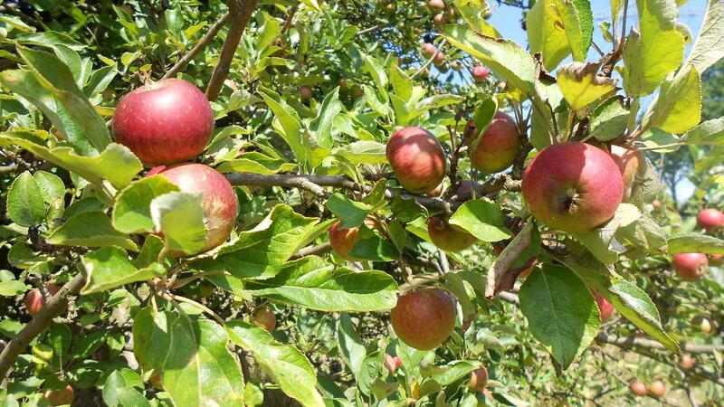 Können bald alle in den Obstwiesen der Stadt Stade Früchte ernten? In den Streuobstwiesen rund um Stade reifen die Äpfel.
