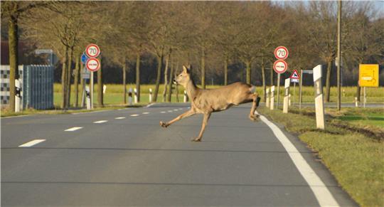 In den Tagen nach der Zeitumstellung können sich Wildunfälle häufen.