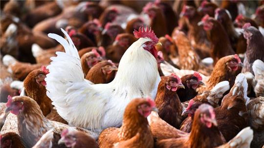 In den USA hat es neue Fälle von Vogelgrippe gegeben, bei denen das Virus von Geflügel auf Menschen überging. 