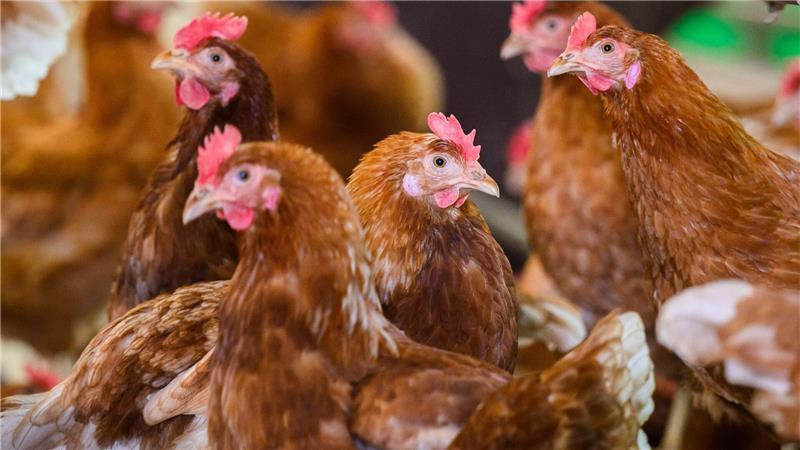 In den USA wurden zahlreiche Legehennen gekeult, um die Vogelgrippe einzudämmen. (Archivbild)