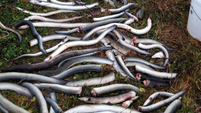 Eine Autofahrt gegen das Aale-Sterben In den Wasserkraftwerken in der Weser werden viele Aale schwer verletzt und getötet.