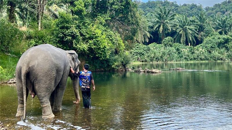Elefant tötet in Thailand spanische Touristin In den Zentren leben die Elefanten mit ihren Führern. Tierschützer beklagen, dass die Touristen die Tiere stressen. (Archivbild)