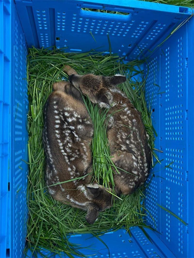 Um 3 Uhr morgens geht’s los: Ehrenamtliche retten Kitze in Ahlerstedt In den blauen Kisten werden die gefundenen Rehkitze vorübergehend in Sicherheit gebracht.