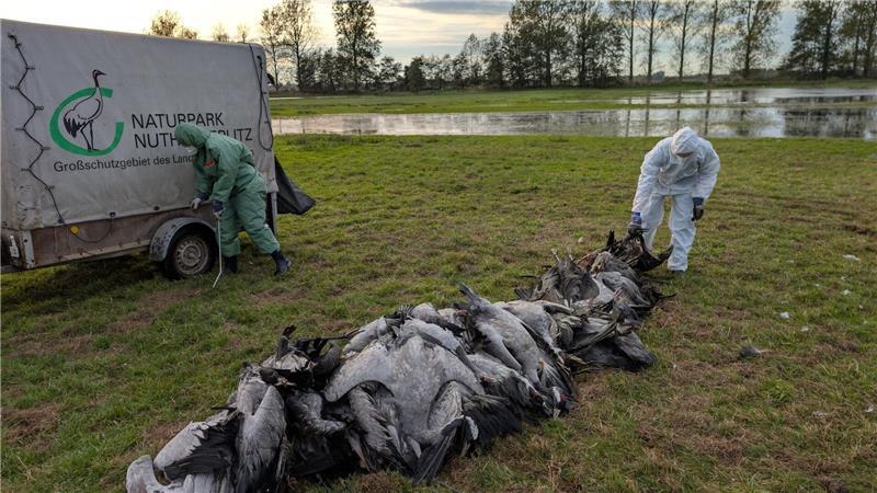 Vogelgrippe breitet sich aus – Wie gefährlich ist das? In den deutschen Rastgebieten der Kraniche sterben derzeit viele Tiere an der Vogelgrippe.