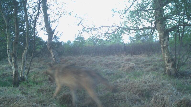 In den frühen Morgenstunden kreuzt ein Wolf das Bild der Fotofalle. Jede Bewegung lässt die Kamera fünfmal auslösen und ein kurzes Video aufnehmen.