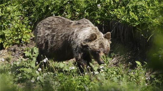 In den slowakischen Wäldern leben nach WWF-Angaben rund 1200 Braunbären.