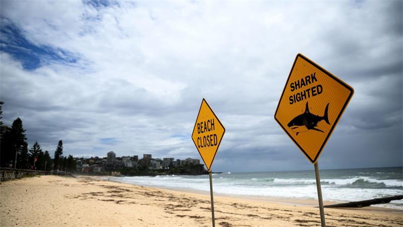In den vergangenen Tagen wurden immer wieder Haie gesichtet - auch vor dem berühmten Bondi Beach. (Symbolbild)