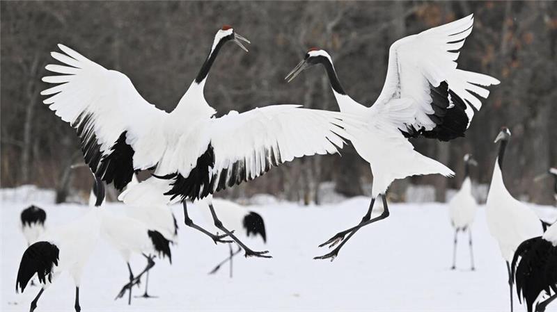 Über 20 Tote durch Schneefälle in Japan seit Anfang Februar In den vergangenen Wochen sind in Japan etliche Menschen im Zuge massiven Schneefalls gestorben.